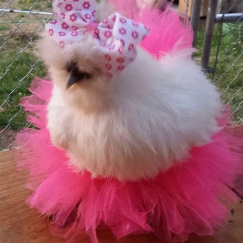 Moonshine she is a silkie chicken Vote for her here: http://woobox.com ...