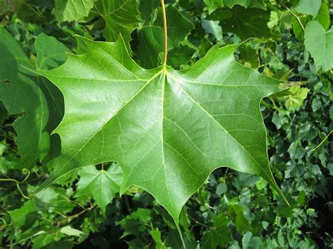 American sycamore - Vinland Valley Nursery