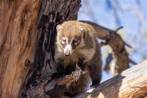 150+ Coatimundi Arizona Stock Photos, Pictures & Royalty-Free Images ...