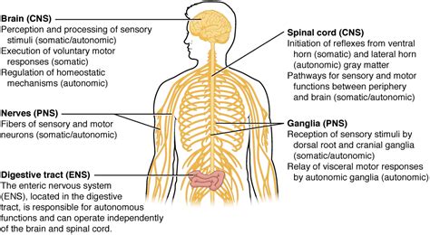 Basic Structure and Function of the Nervous System | Anatomy and Physiology I