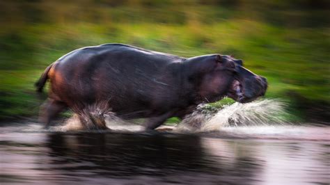 Hippo+On+The+Run. | Pygmy hippopotamus, Hippo, Animals