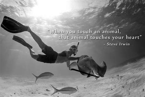 My Favorite Steve Irwin Quote : funny