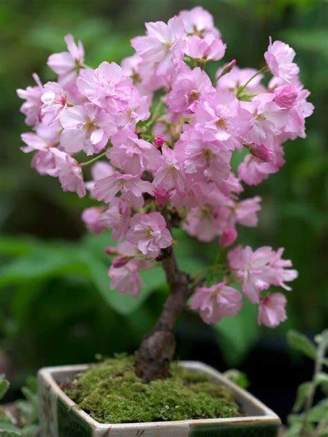 Cherry Blossom (Prunus) Bonsai Tree: How To Grow and Care | Florgeous