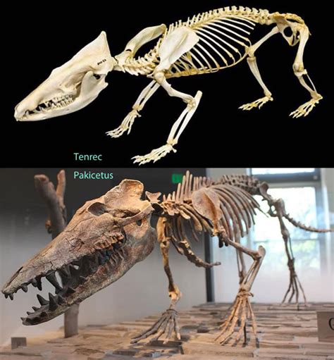 Pakicetus, Georgiacetus and Remingtonocetus