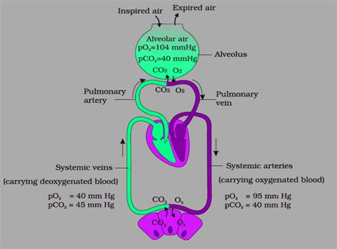 Alveolar Membrane Diffusion Pressure