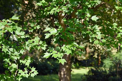 How to Grow and Care for 'Red Sunset' Maple