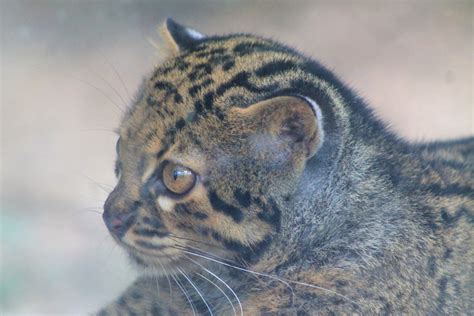 Marbled Cat (Pardofelis marmorata) - ZooChat