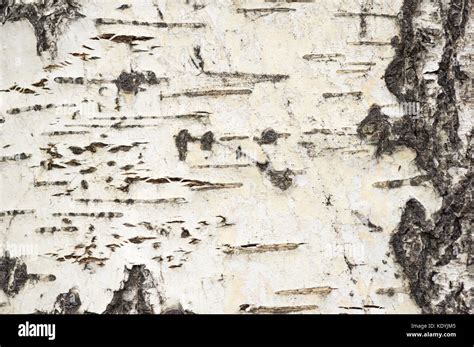 photo of aspen tree bark background texture Stock Photo - Alamy