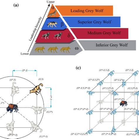 Typical hierarchy and behavioral patterns of wolf families a Leadership ...