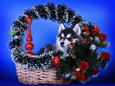 Download Pine Cone Basket Puppy Christmas Baby Animal Dog Animal Husky ...