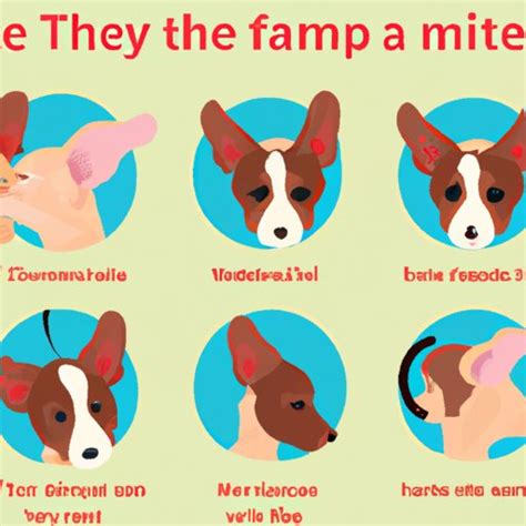 Ear Mites in Dogs: Causes, Symptoms, and Treatment - The Enlightened Mindset