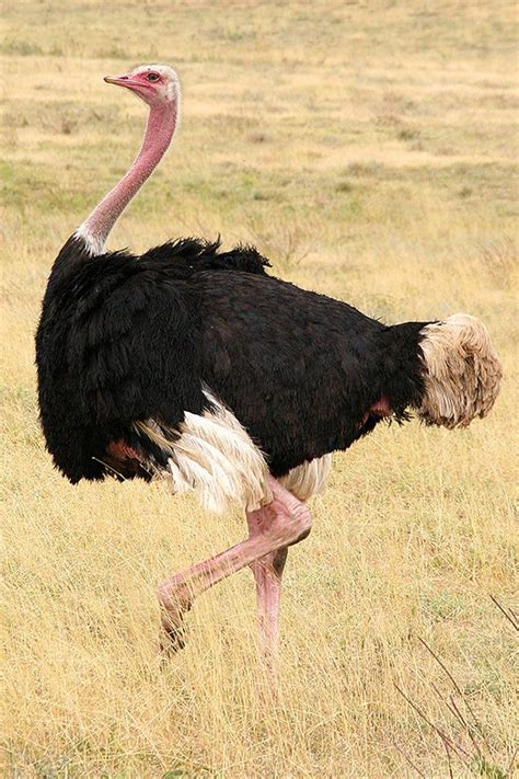 Ostrich - Alchetron, The Free Social Encyclopedia