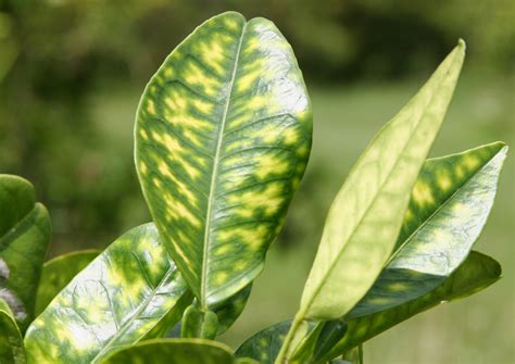 Researchers Find Peptide that Treats and Prevents Citrus Greening- Crop ...