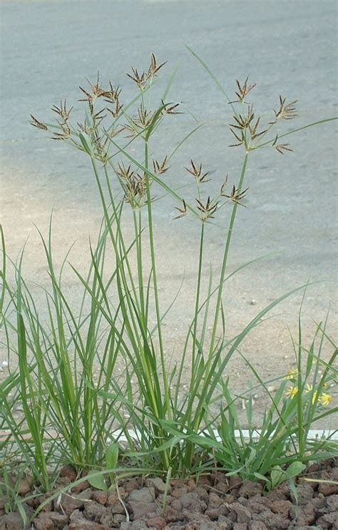 Cyperus rotundus L ,NUTGRASS | All about plant