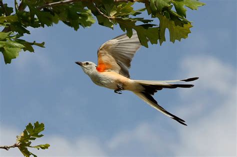 Scissor-tailed Flycatcher | A Scissor-tailed Flycatcher in B… | Flickr