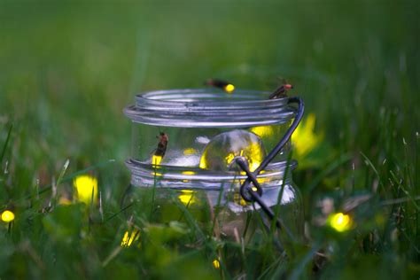 How To Turn Your Yard Into a Firefly Haven - This Old House