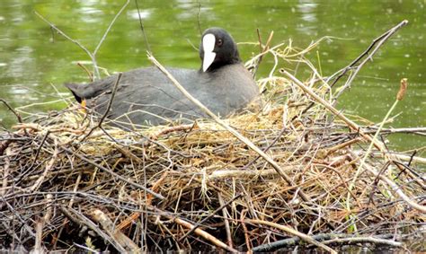 Nesting coots, Victoria Park, Belfast -... © Albert Bridge :: Geograph Ireland