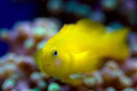 Yellow clown goby - Alchetron, The Free Social Encyclopedia