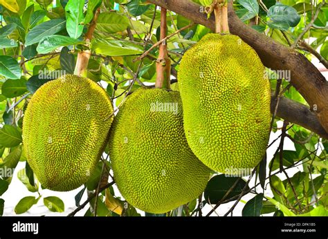 Jackfruit on the tree Stock Photo - Alamy