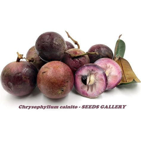 Star Apple Seeds (Chrysophyllum cainito) - Price €4.95