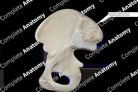 Auricular Surface of Ilium | Complete Anatomy