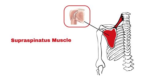 Supraspinatus Muscle