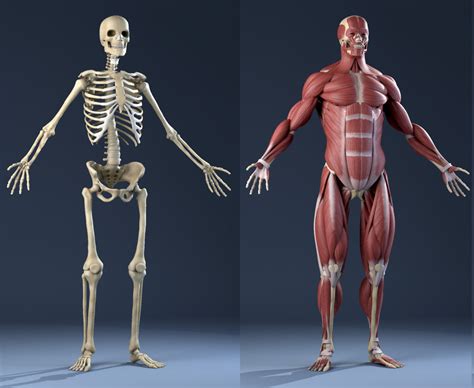 3d model realistic anatomy skeleton muscles