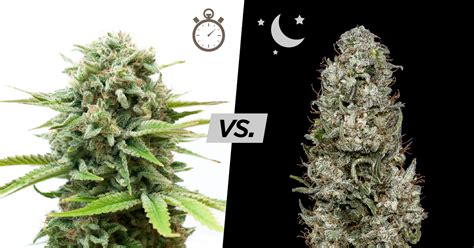 Autoflowering vs. Photoperiod Cannabis | Americover