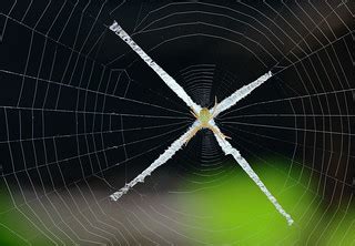 Designs in Nature | This juvenile St Andrew's Cross spider h… | Flickr