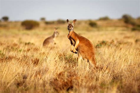 Are Kangaroos Dangerous? (Explained)