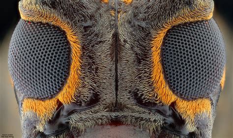 PsBattle: Beetle eyes -- close-up : r/photoshopbattles