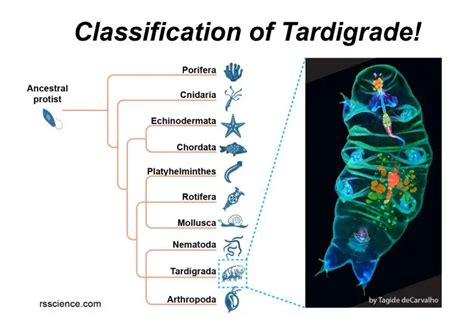 Facts about Tardigrades (Water Bears)