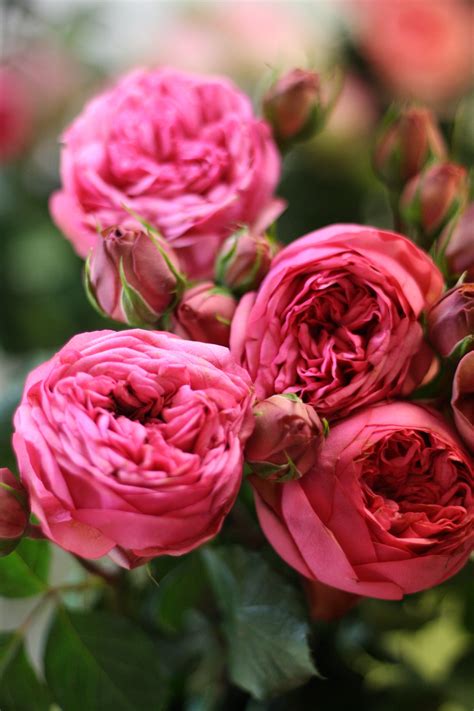 Pink Garden Rose Varieties by Florabundance | Rose varieties, Pink ...
