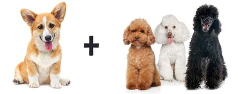 Complete Guide to The Corgi Poodle Mix: 3 Best Tips On Caring and More