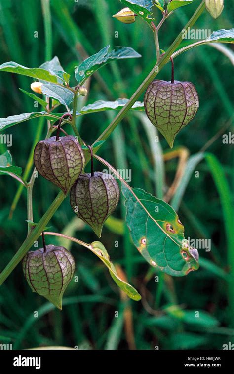 Physalis Minima. Family: Solanaceae. A wild relative of the Cape ...