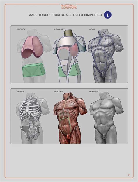 The Human Figure An Anatomy For Artists Pdf ~ Anatomy For 3d Artists Pdf Free | Boditewasuch