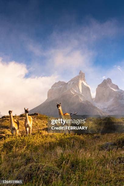 1,238 Guanacos Patagonia Stock Photos, High-Res Pictures, and Images ...