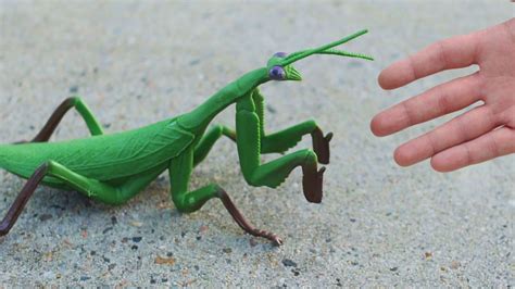 Praying Mantis wallpapers, Animal, HQ Praying Mantis pictures | 4K ...