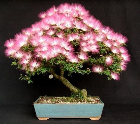 Albizia Julibrissin Mimosa Bonsai Pink Tree 10 seeds Rare | Etsy Bonsai ...