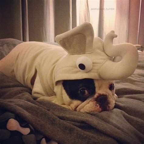 a black and white photo of a dog dressed up as a costume with an elephant on it's head