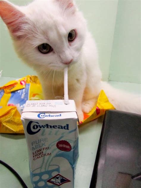 Cat drinking milk