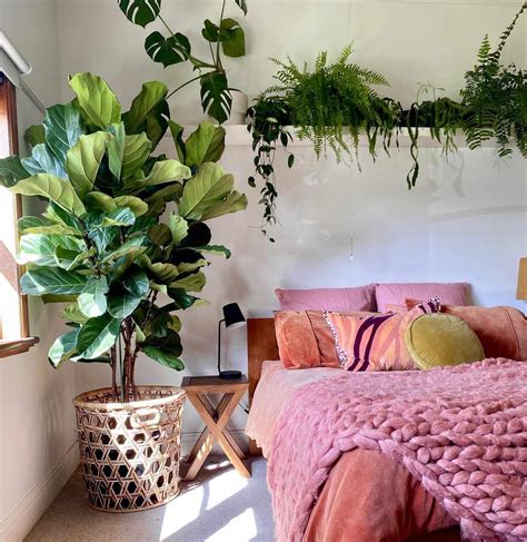 Bedroom Plant Aesthetic: 9 Plants to help you sleep better