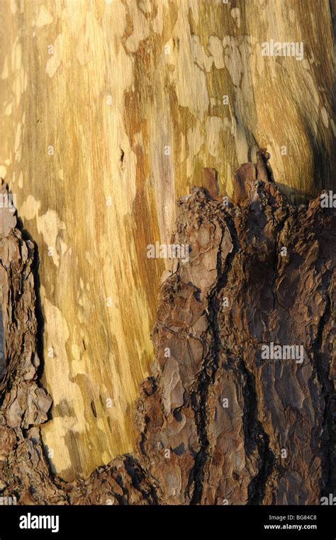 Scots Pine tree bark Stock Photo - Alamy