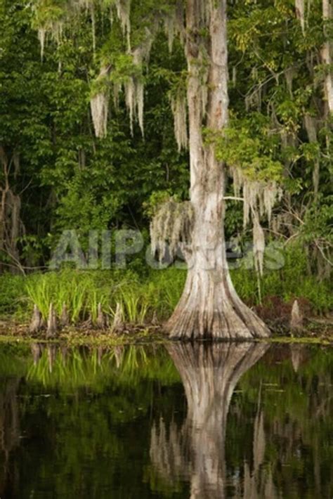 Bayou, New Orleans, Louisiana Photographic Print by Paul Souders at AllPosters.com