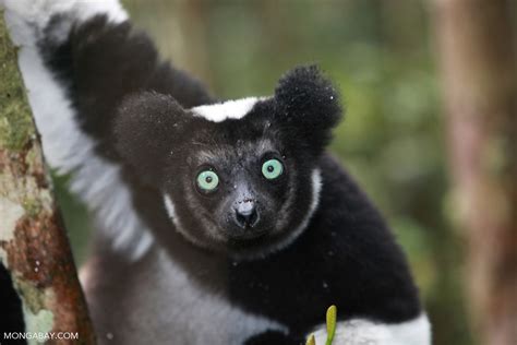 Types Of Lemurs