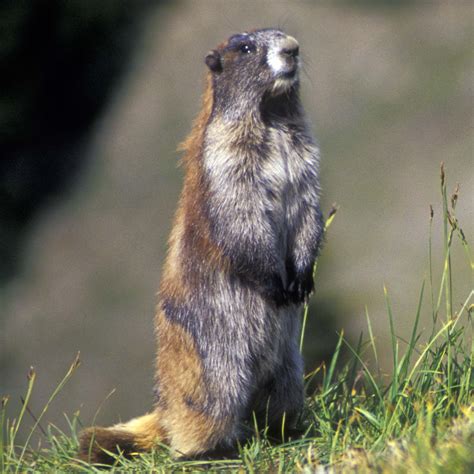 Olympic Marmot Monitoring - Olympic National Park (U.S. National Park ...