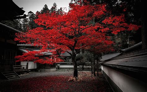 HD wallpaper: Japan, house, tree, red leaves, autumn | Wallpaper Flare