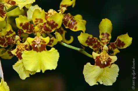 The Orchid House: Oncidium hybrid