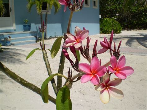 23 best frangipani tree images on Pinterest | Garden ideas, For the ...