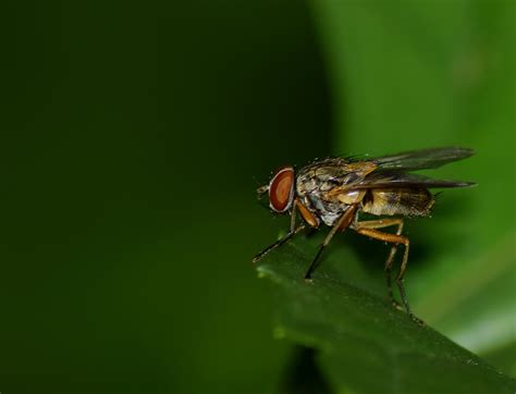 Muscidae by Christopher on 13 June 2020